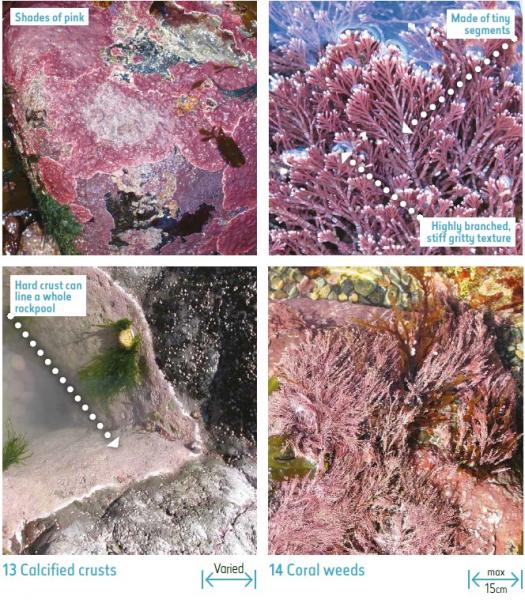 Seaweeds vulnerable to ocean acidification